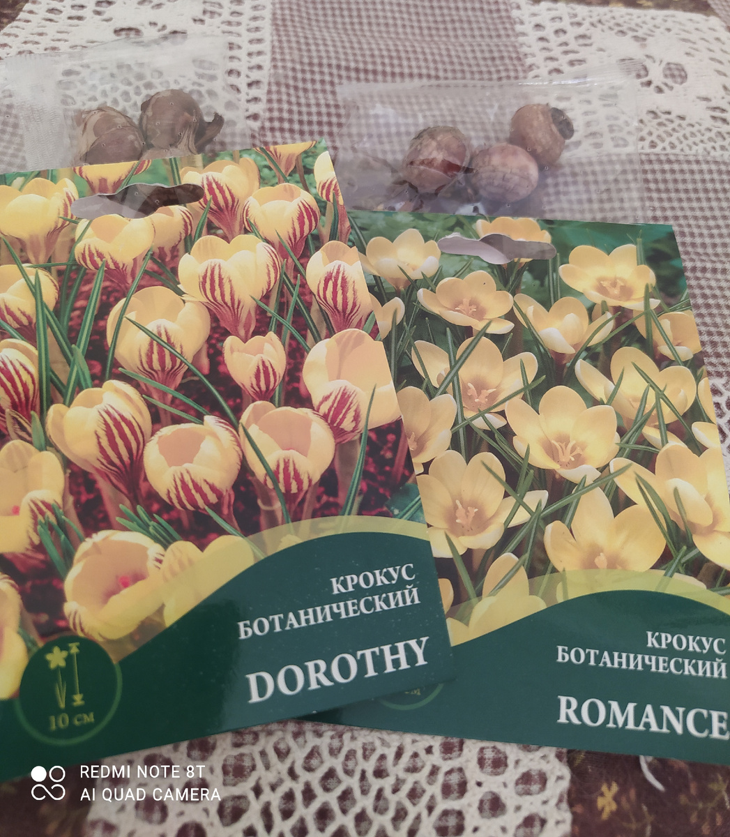 Крокусы