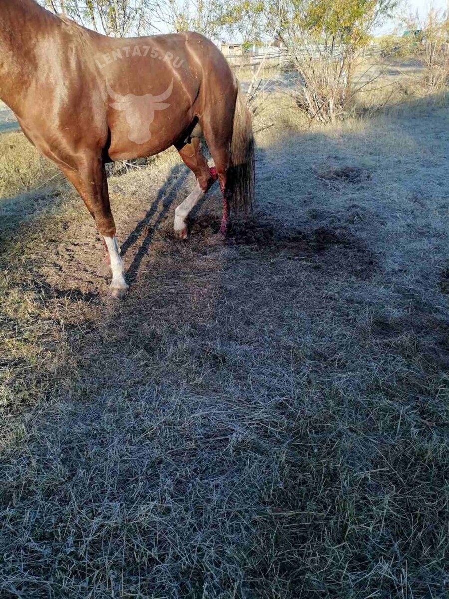    Фото: Очевидец