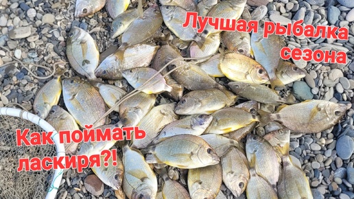 Лучшая рыбалка сезона! Рыбалка на чёрном море в Сочи, ловим ласкиря на блесну с натуральной наживкой. Морской карась