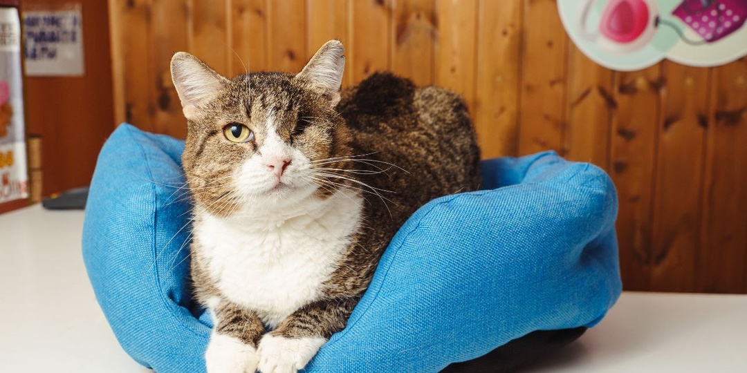 Котик Юстас мечтает стать домашним...