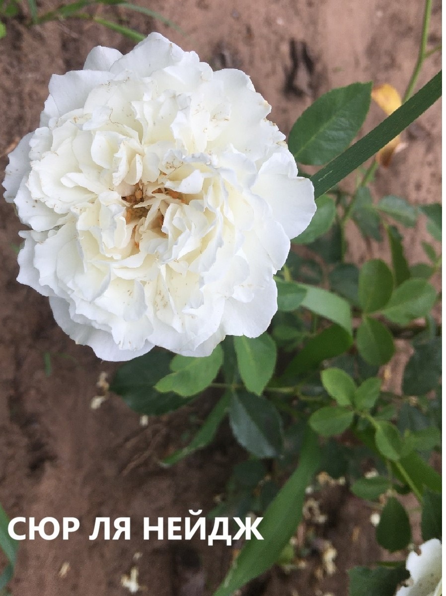 фото Екатерины