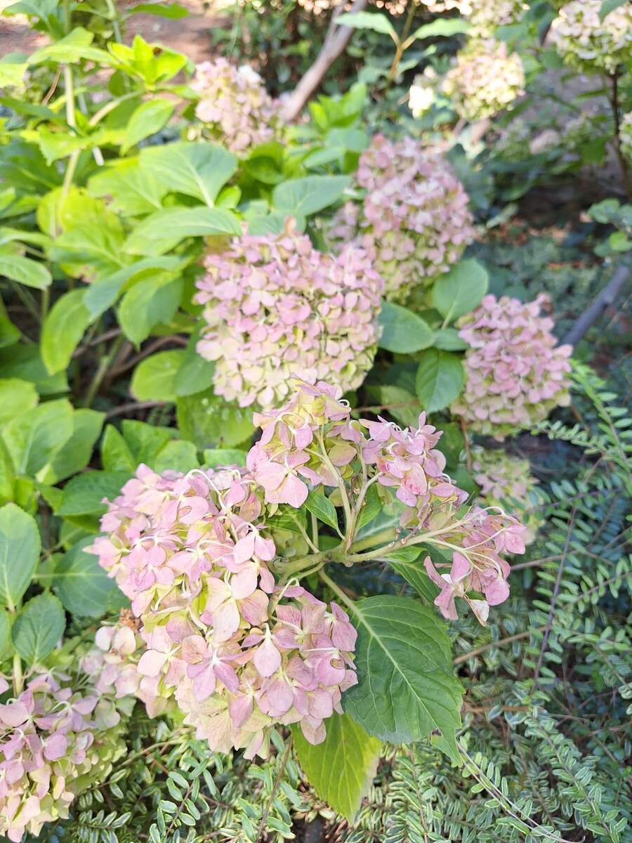 Гортензия крупнолистная в Форосском парке