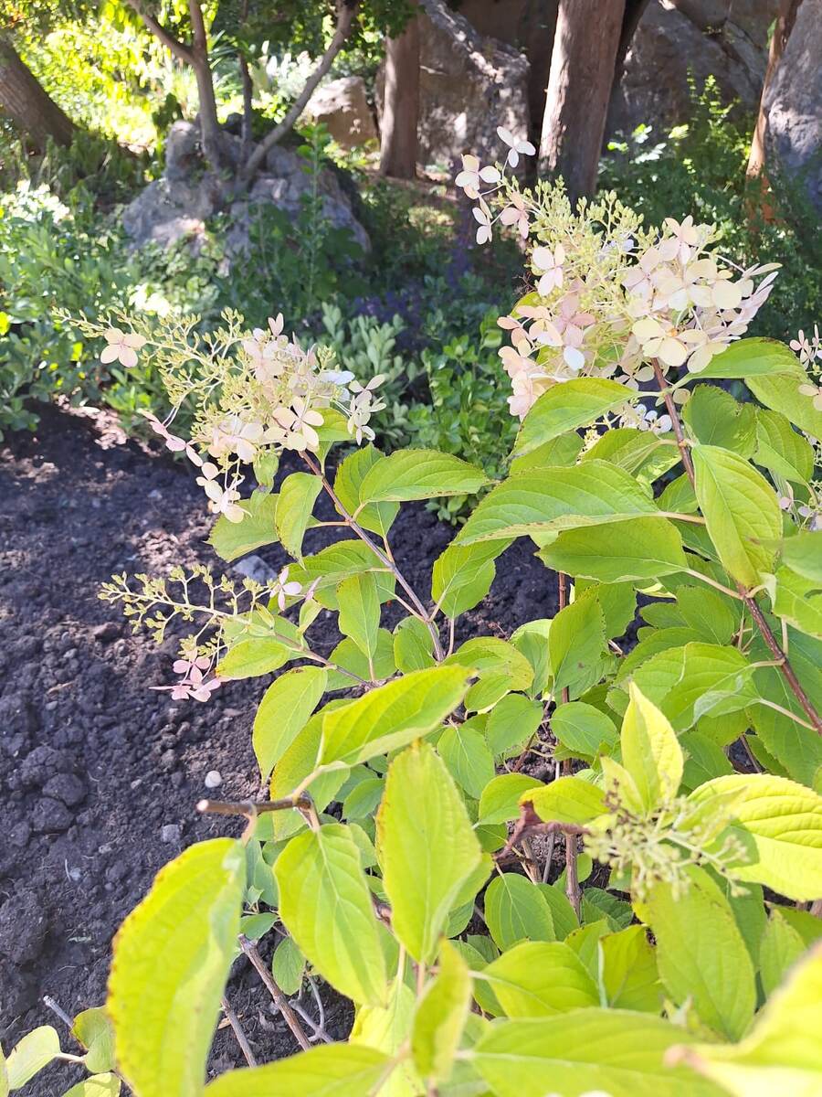 Гортензия метельчатая в Форосском парке