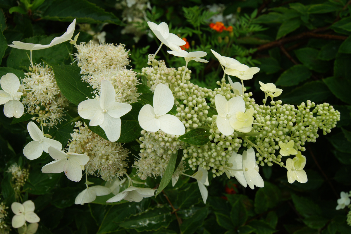 Они тоже красивые, но очень уж простые