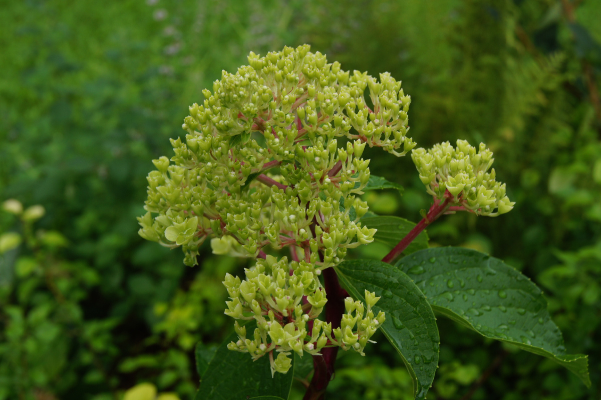 Так начиналось цветение