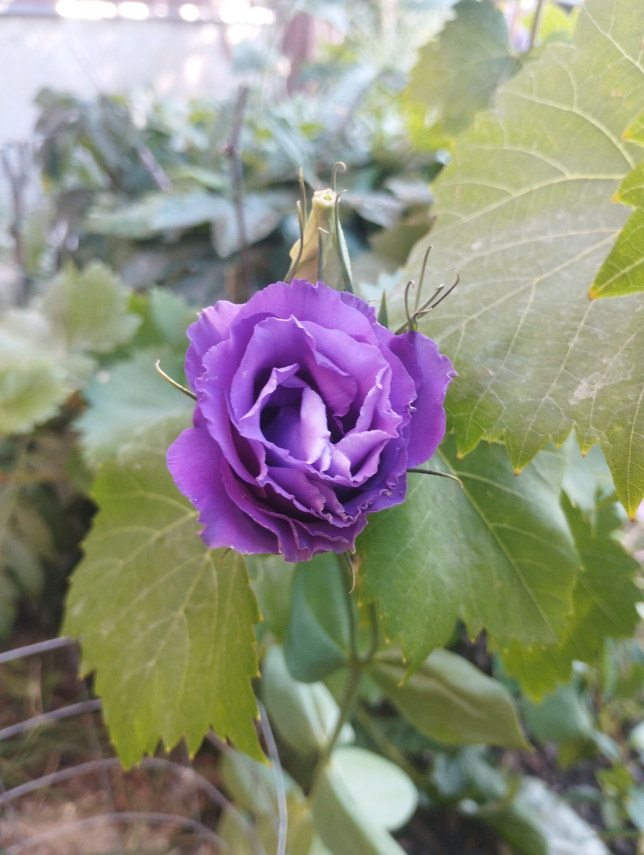 Бутончики в закрытом состоянии были бледно-зелëные...