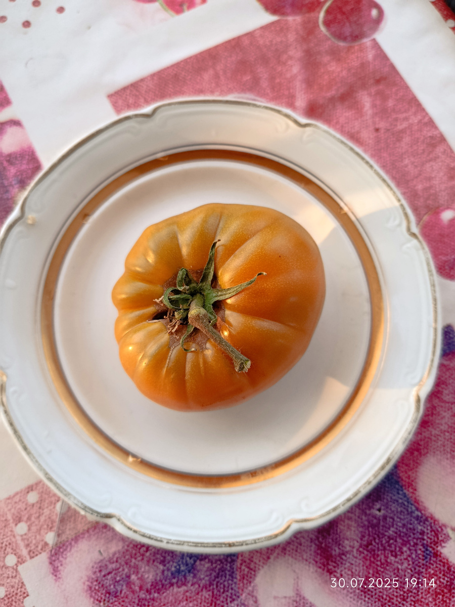 30 июля 25 год, первый помидор. После жары