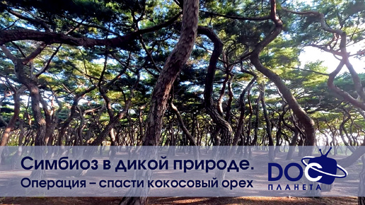 Симбиоз в дикой природе - Эпизод 2.Операция - спасти кокосовый орех - Документальный фильм