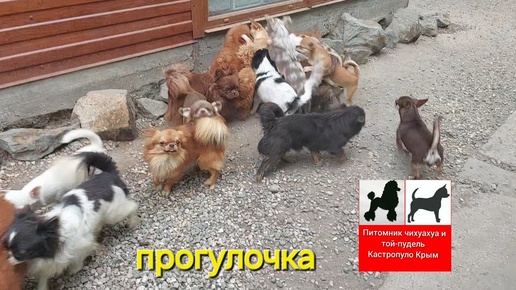 питомник чихуахуа и той-пудель мальтипу Кастропуло Крым продажа щенков #puppy #chihuahua