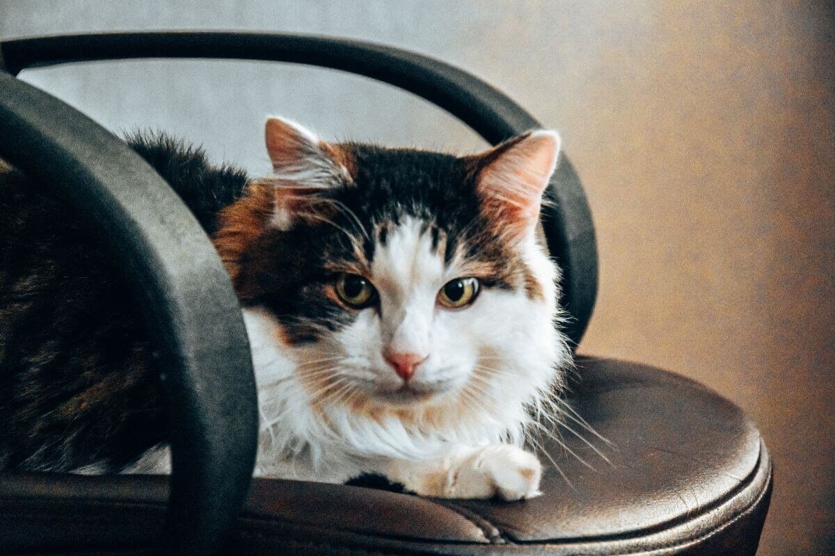 Кошки не страдают. Они делают только то, что хотят.