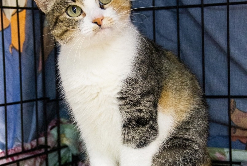 ❗ДОМА❗Кошечка по имени Груша тоже ищет добрые руки! 🍐🐈