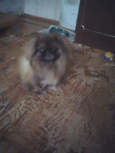 Моя Мося. Фото 2014 года