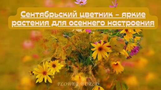 Download Video: Сентябрьский цветник - яркие растения для осеннего настроения.💐