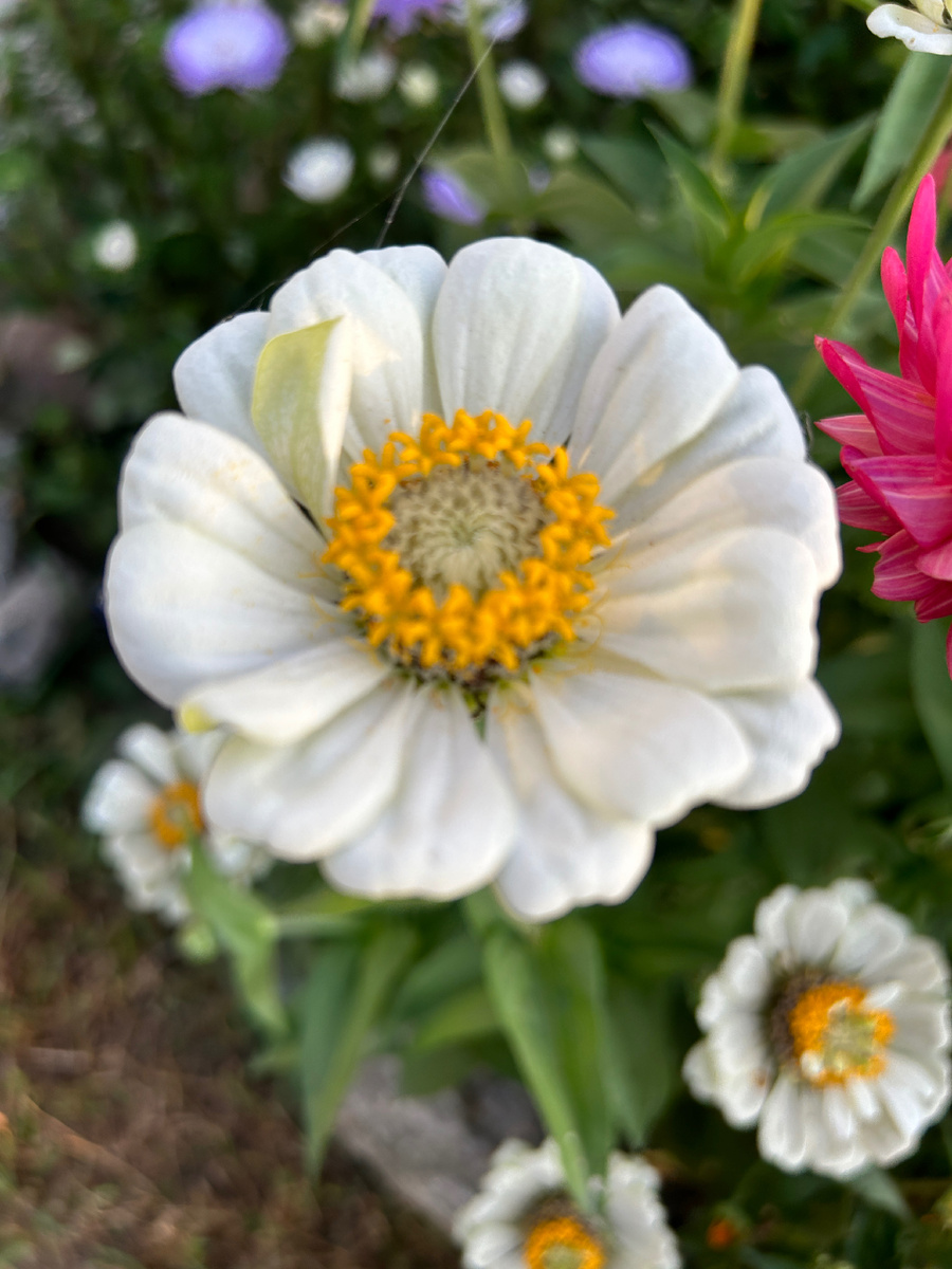 Цветочки в Находке