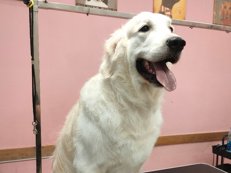 Золотистый ретривер Барни после груминга в салоне Pet Spa, г. Архангельск
