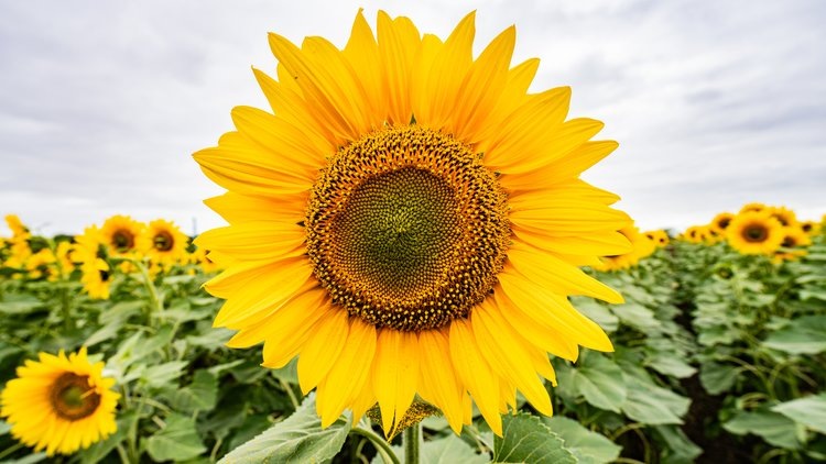    Сорок тысяч п.е. гибрида Кречет в скором времени направятся в Волгоградскую область