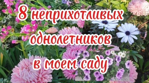 8 ОДНОЛЕТНИХ ЦВЕТОВ🌺🌼🌸🥀🏵️ В МОЕМ САДУ