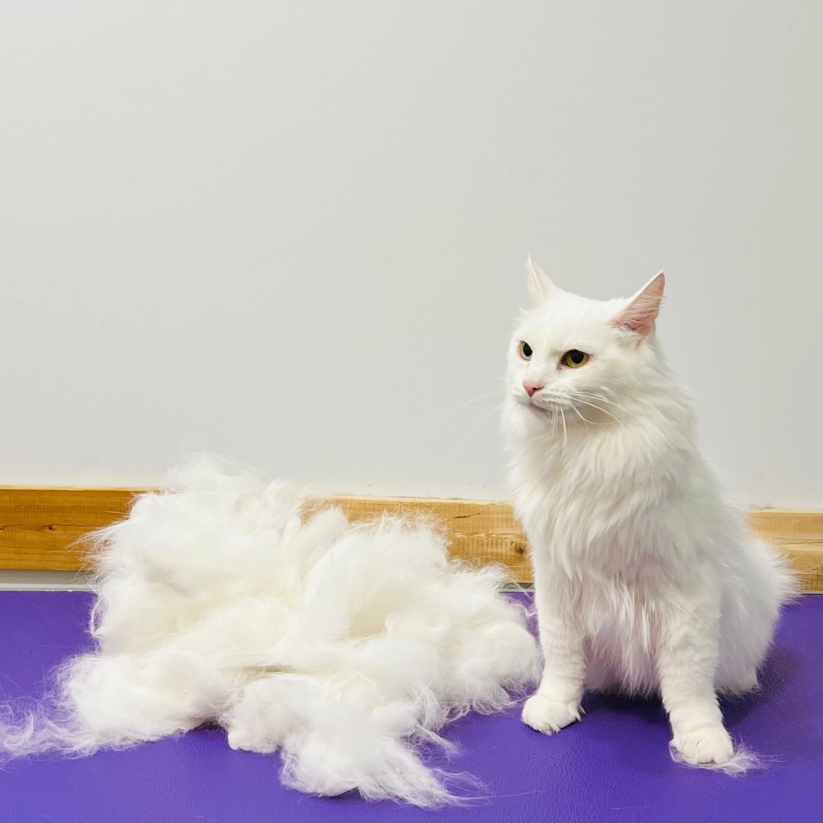 Кот Мотя в груминг салоне Pet Spa, Архангельск