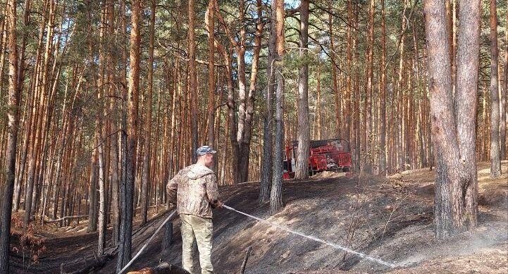    Комитет лесного хозяйства Московской области