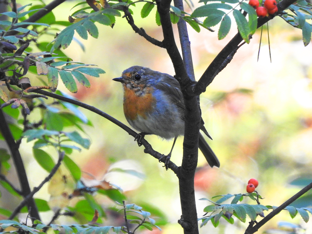Зарянка, конец сентября, фото автора