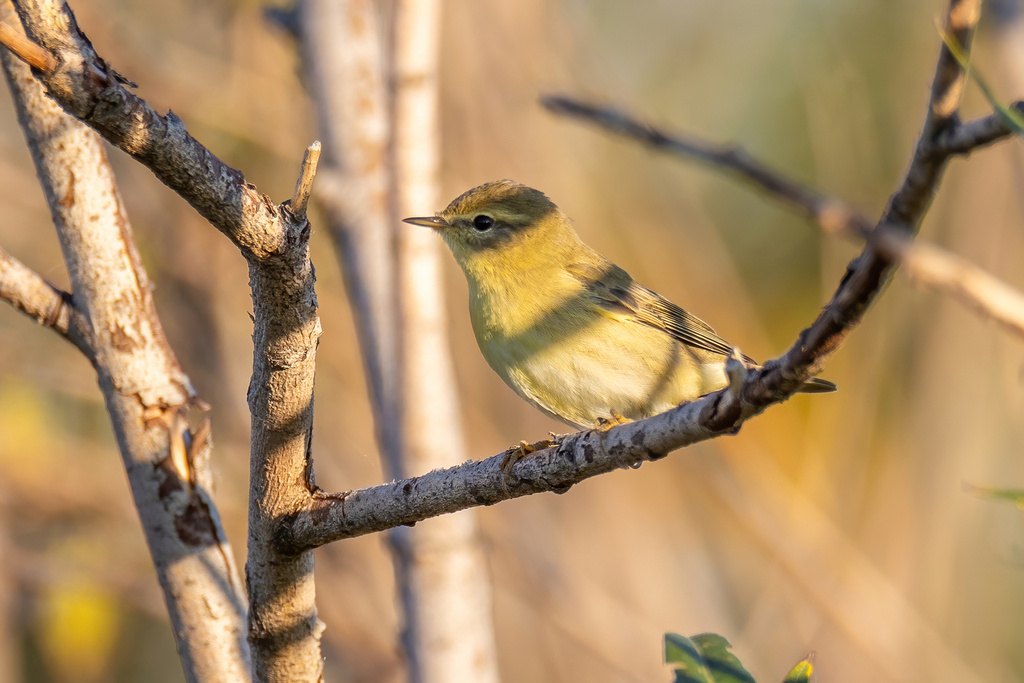 Весничка, сентябрь, фото Дины Нестерковой