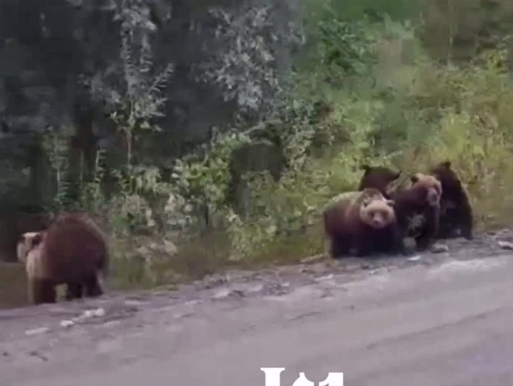     Фото: скрин видео