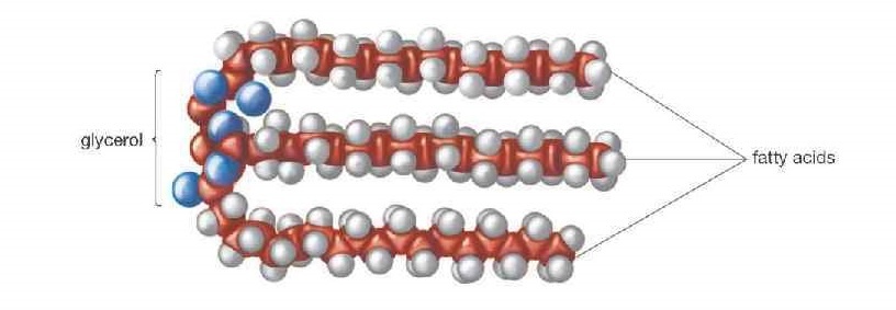 Липиды - это жирные кислоты, а также их производные. Они хорошо растворяются в неполярных органических растворителях ( спирт, ацетон, хлороформ) и практически нерастворимы в воде