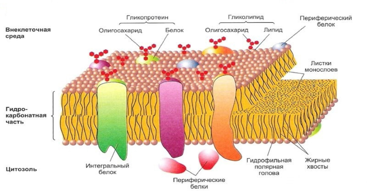 Структура биологической мембраны