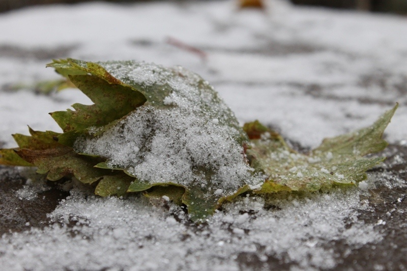 Фото: ® UfacityNews.ru