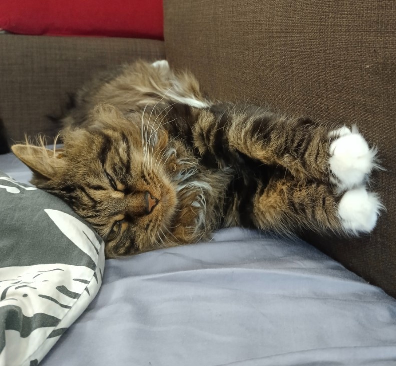 Шико очень хорошо учит меня отдыхать и замедляться