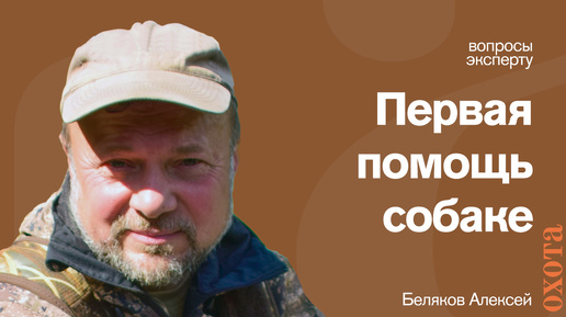 Первая помощь. Алексей Беляков о первой помощи собаке при ранении.