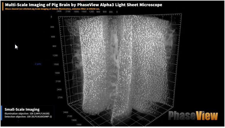 Сшитая многомасштабная визуализация мозга свиньи с использованием проткола iDisco 2x2 при освещении 638 нм, эмиссионном фильтре при 690/50 нм: мелкомасштабная визуализация, объектив освещения: 10X (LMPLFLN10X), объектив обнаружения: 10X (XLPLN10XSVMP-2).  Фото публикуется с разрешения доктора Александра Раппа, Технический университет Дармштадта, Германия.
