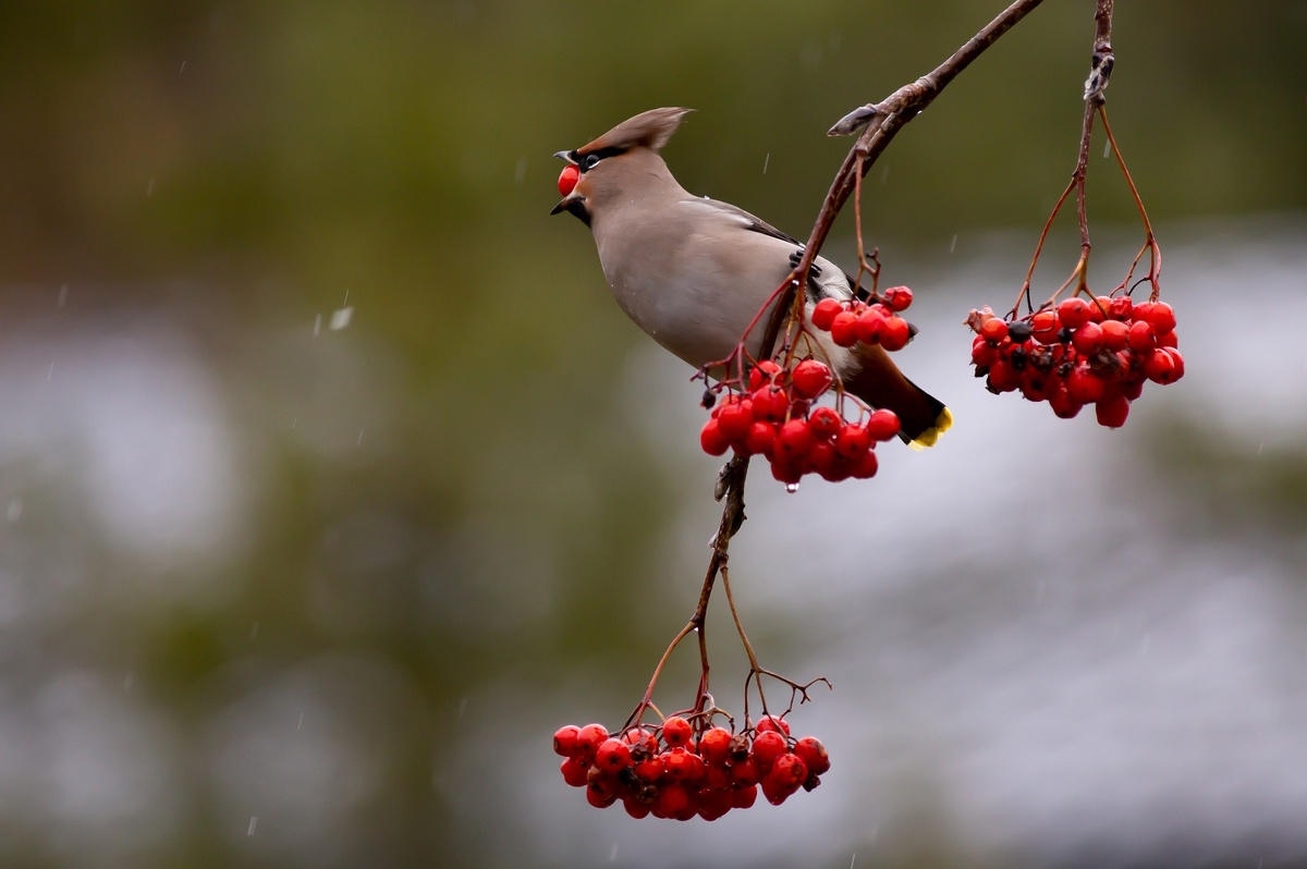 Фото: PenjaK/Pixabay.com