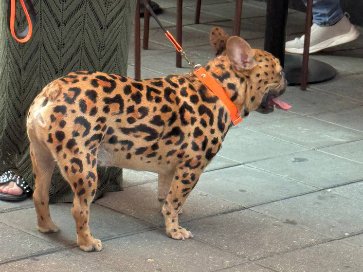 Фото: t.me/moscowmap