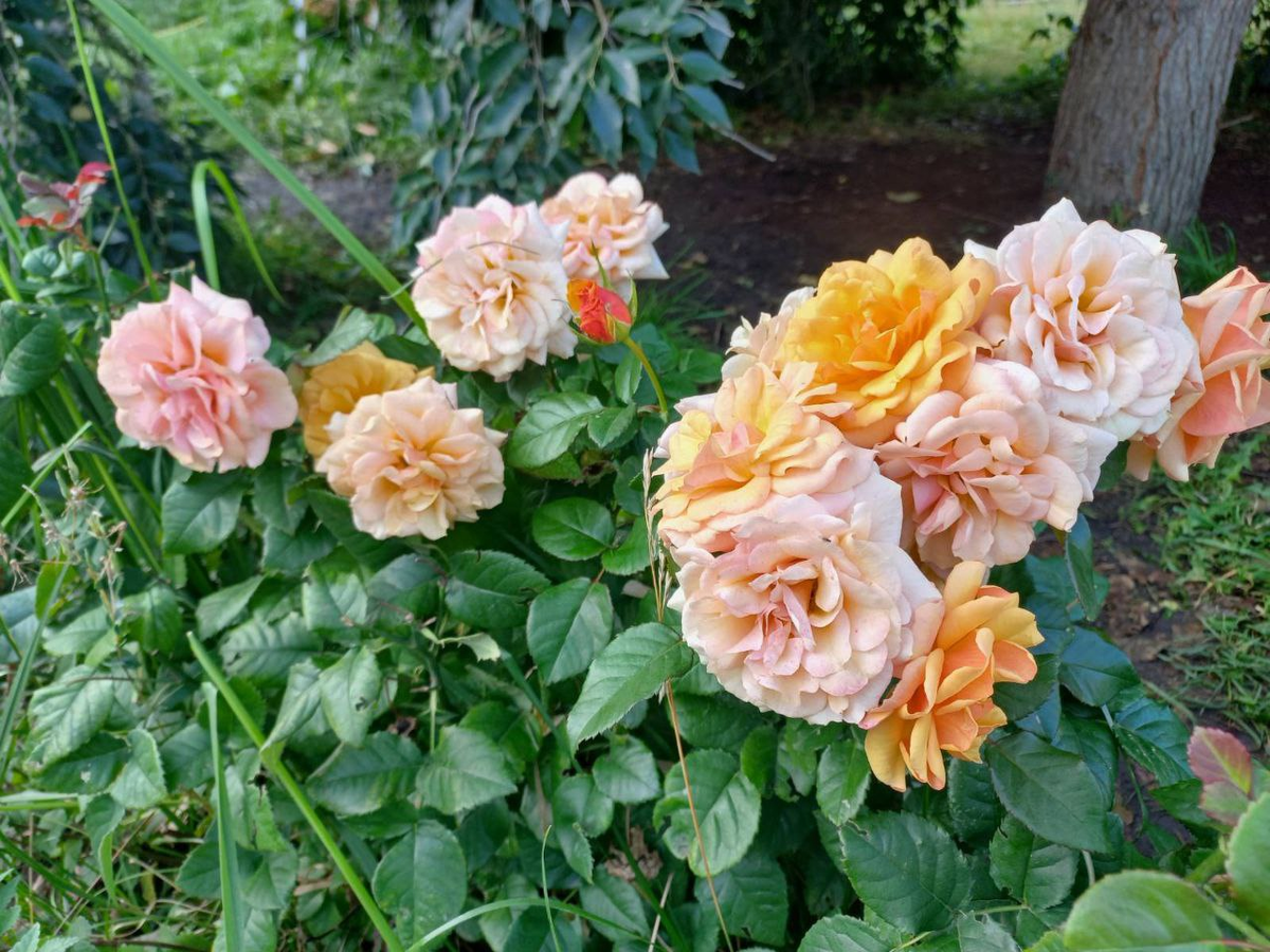 Фото автора.