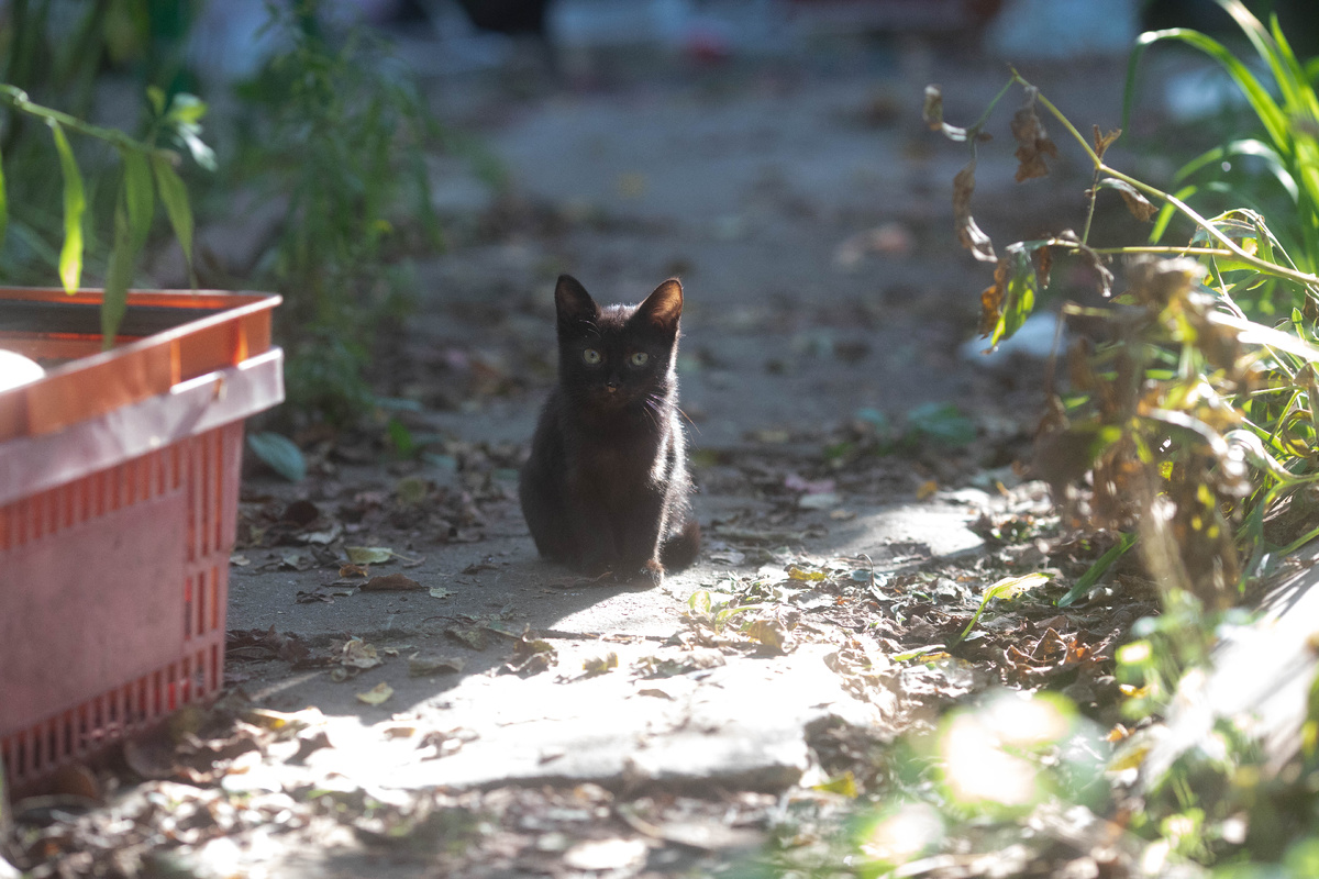 Да. Я плод "любви"