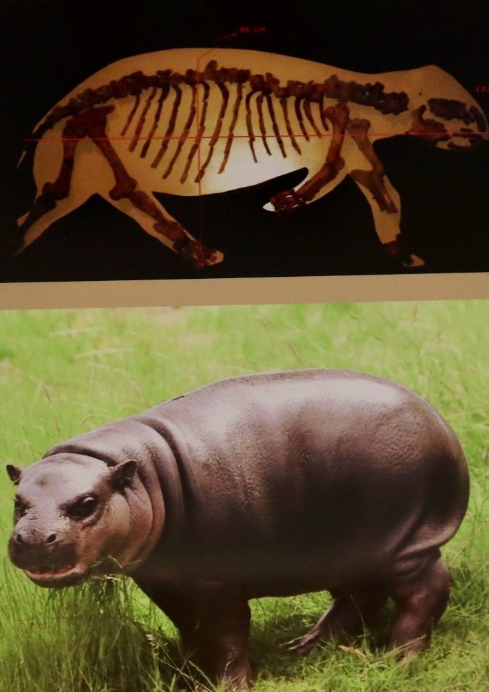     Фото: CJA Bradshaw, Flinders University