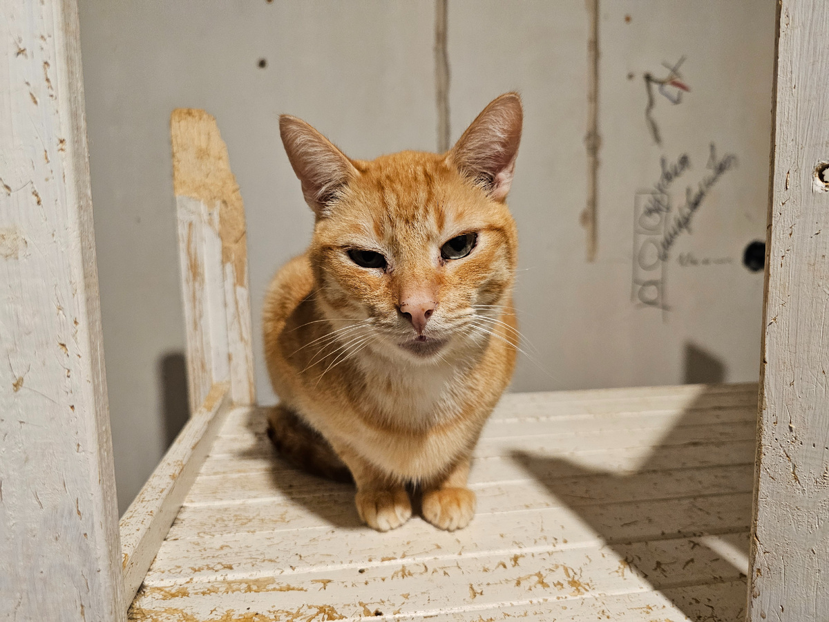 Фото автора. Котейка.