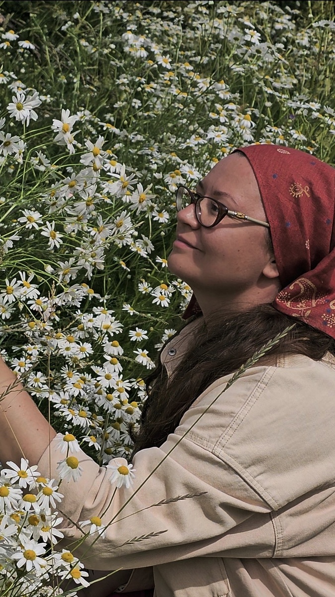 Собираю ромашку для гидролата.