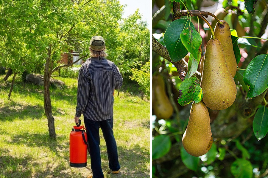 Сохнет груша. Сохнет груша