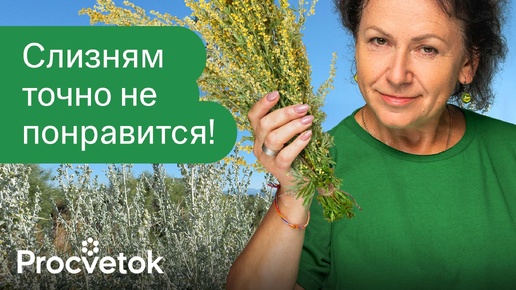 Слизни обходят участок стороной, если на нём растут такие растения!