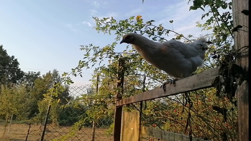 Сбор яиц. Вернула беглянку 🐔