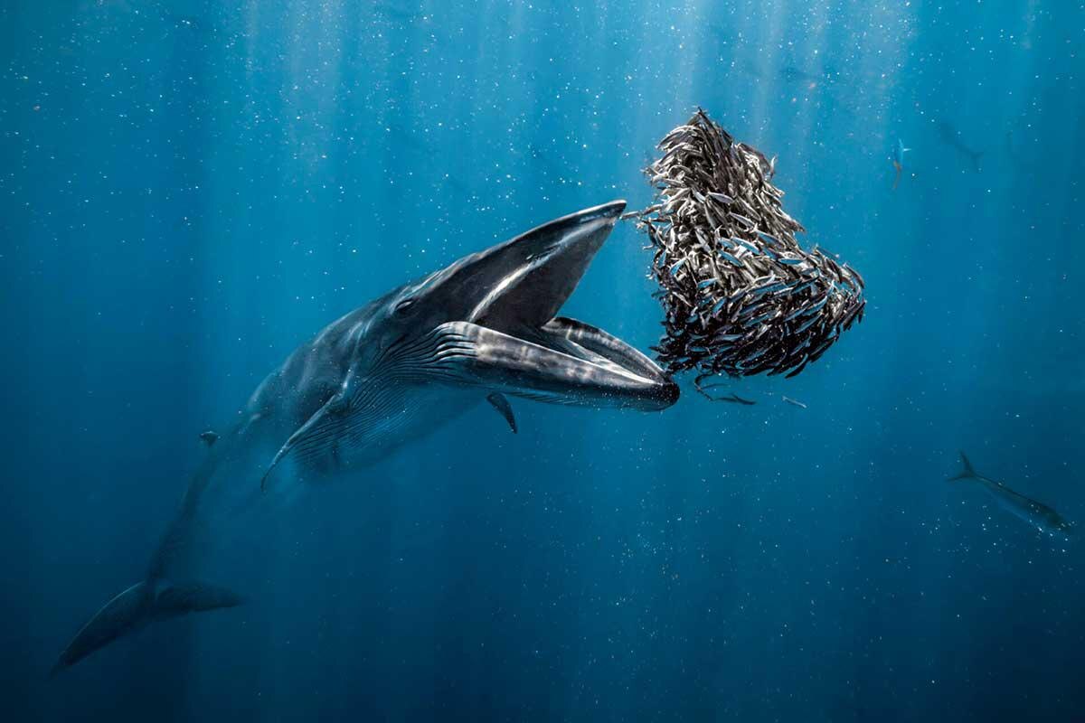 Rafael Fernandez / Oceanographic Magazine📷1-е место, The Ocean Photographer of the YearПолосатик Брайда, Кабальеро, Южная Нижняя Калифорния, Мексика