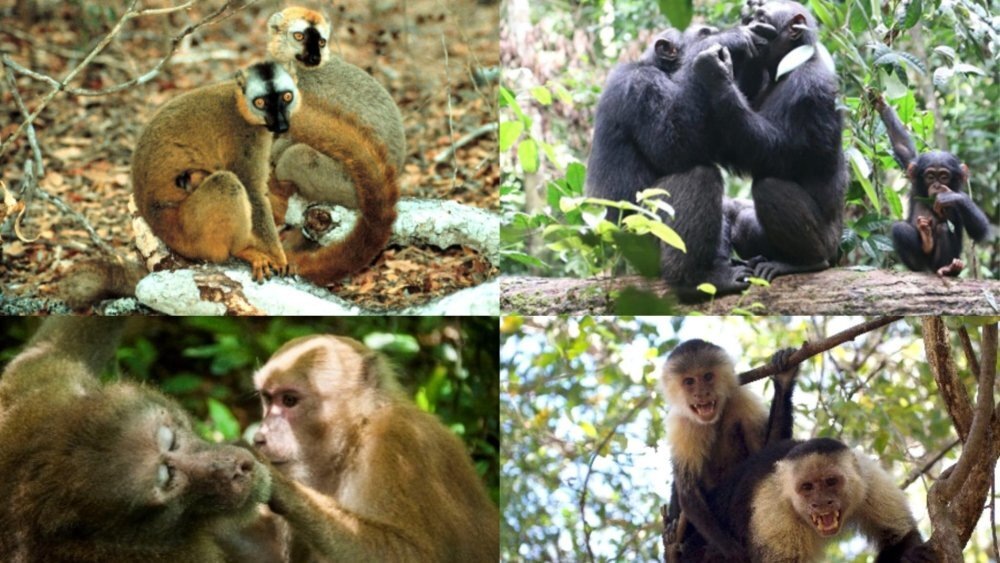    Фото: J. Ostner, L. Samuni, K. Srithorn, S. Perry/Evolution and Human Behavior