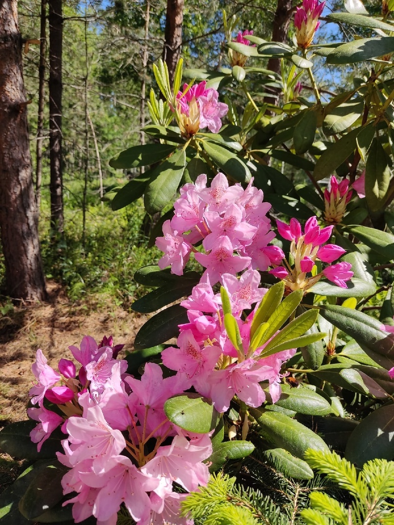 Рододендрон гибридный "Хельсинский университет"
