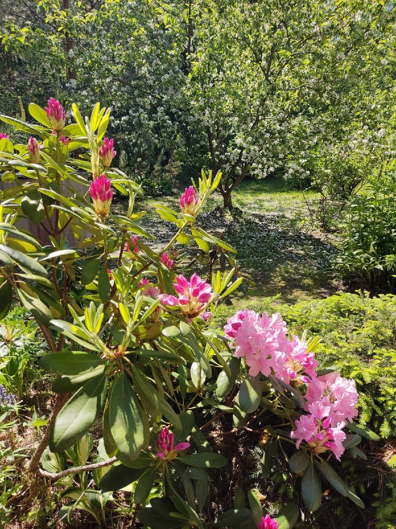 Рододендрон Хельсинский университет