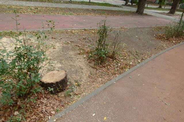    От старой опасной берёзы остался лишь пенёк. Фото:  АиФ/ Андрей Бакеев