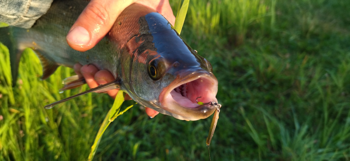 Блесна "Клоп" принесла мне такого красавчика