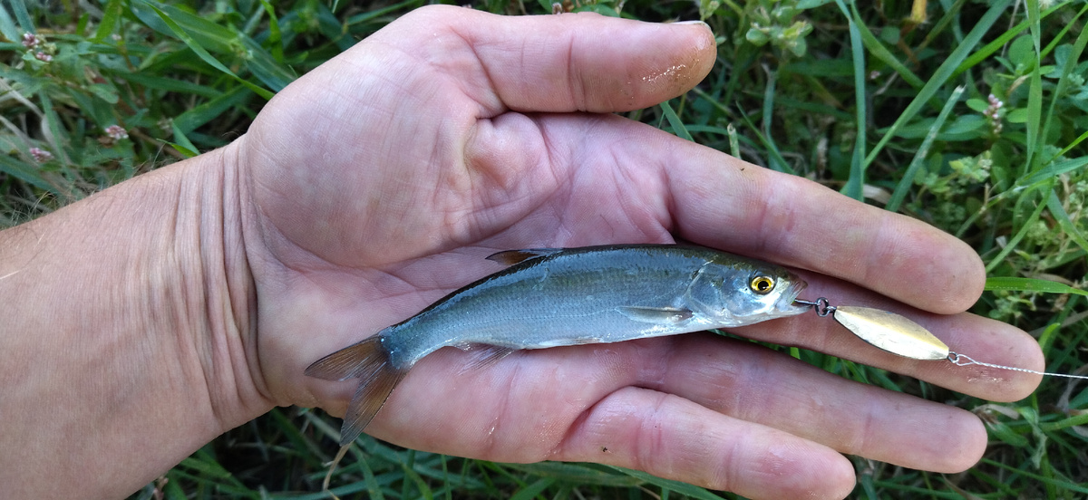 Даже такой "трофей"  позарился на "Клопа"