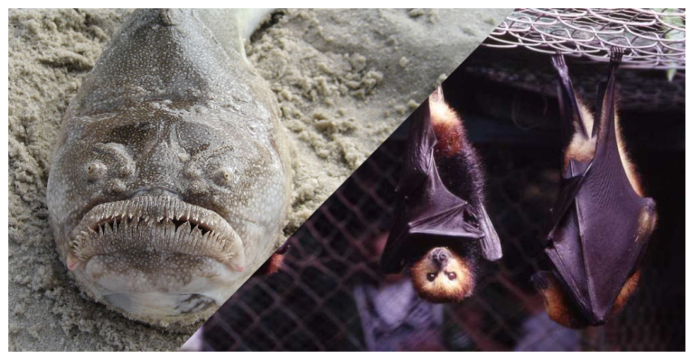    Фото: Wikipedia/ Canvasman21, CC BY-SA 3.0; Wikipedia/Simon J. Tonge, CC BY 3.0 Анастасия Давыдова